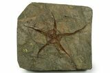 Huge, Ordovician Brittle Star (Ophiura) Fossil - Morocco #381653-1